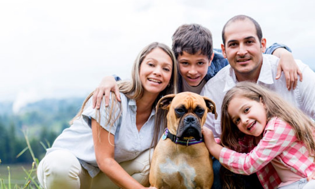Pet Protections For Different Faves A Family Arrange Like No Other