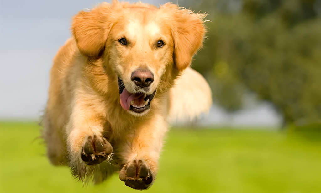 Golden Retriever Pet Insurance In The USA (2025 Ultimate Guide)