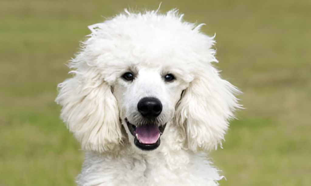 Poodle Pet Insurance In The USA (2025 Best Guide)